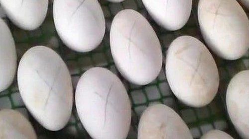 Инкубация куриных яиц по дням после закладки