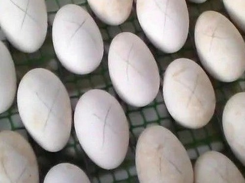 Инкубация куриных яиц по дням