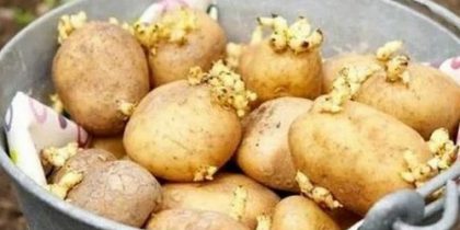 Как быстро прорастить картофель?