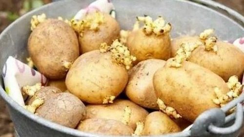 Как быстро прорастить картофель
