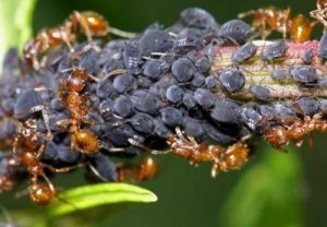 Как навсегда избавиться от муравьев на участке?