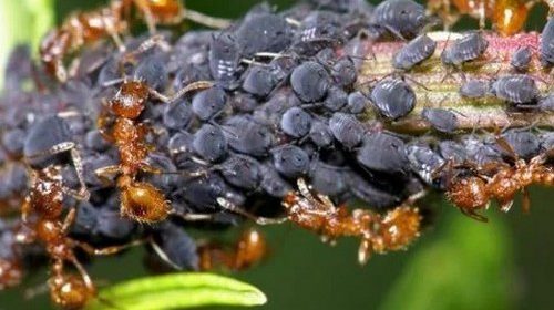 Как навсегда избавиться от муравьев на участке?