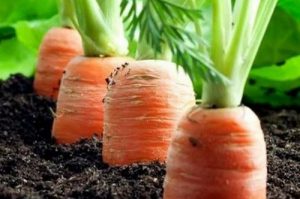 Как посадить морковь, чтобы потом не прореживать?