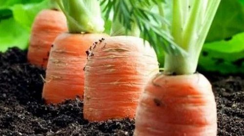 Как посадить морковь, чтобы потом не прореживать?