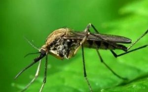 Как защитить себя от комаров в огороде?