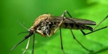 Как защитить себя от комаров в огороде?