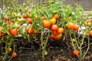 Какие ошибки допускаются при выращивании томатов?