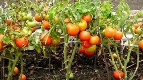 Какие ошибки допускаются при выращивании томатов?