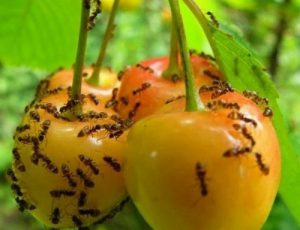 Какой вред наносят муравьи саду и огороду?