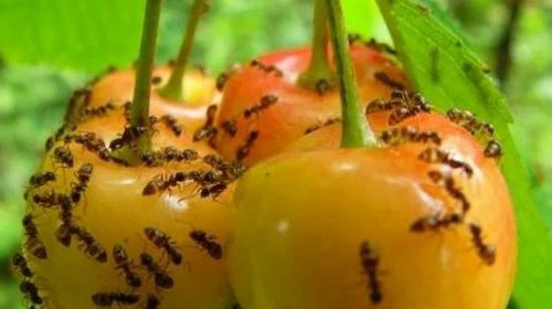 Какой вред наносят муравьи саду и огороду?