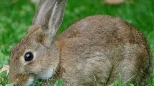 Какую траву можно, а какую нельзя давать кроликам?