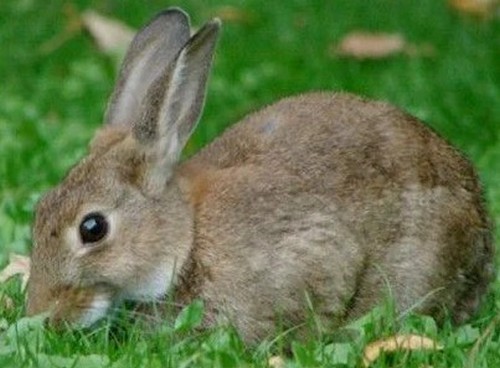 Какую траву можно, а какую нельзя давать кроликам?