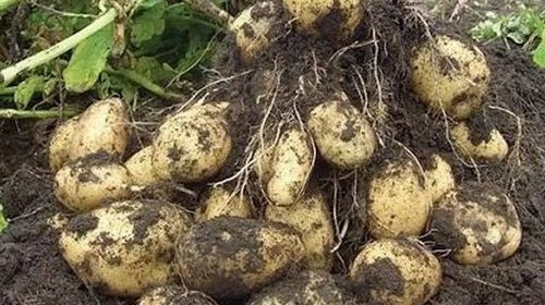 Как выращивать картофель в мешках и делать это правильно?