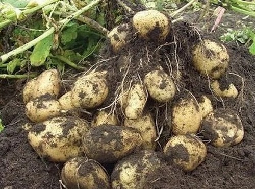 Большой урожай картофеля в мешках