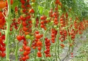 Почему на томатах нельзя обрывать нижние листья при высадке?