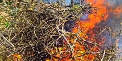Правила сжигания листвы на участке
