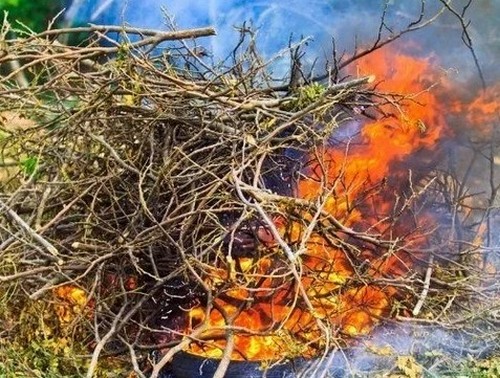 Правила сжигания листвы на участке