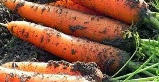 Почему морковь нужно сеять именно в июне?