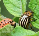 Как быстро и очень просто ликвидировать колорадского жука на баклажанах?