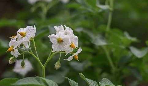 Чем лучше подкормить картофель во время цветения, чтобы увеличить его урожайность?