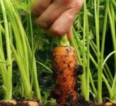 Хочется вырастить крупную морковь — нужно правильно подготовить почву