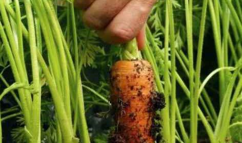 Хочется вырастить крупную морковь - нужно правильно подготовить почву