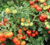 Как заставить томаты цвести и обильно плодоносить?