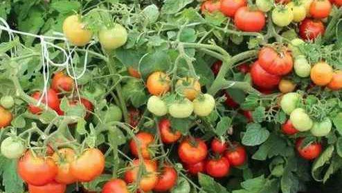 Как заставить томаты цвести и обильно плодоносить?