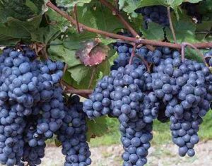 Какие работы стоит произвести с виноградом в июле?