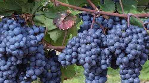 Какие работы стоит произвести с виноградом в июле?