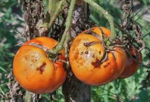 Чем обработать томаты от фитофторы летом?