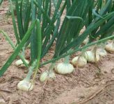 Что нужно сделать с луком в июле, чтобы луковицы выросли большими?