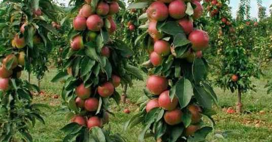 Как размножать любимые сорта фруктовых деревьев?
