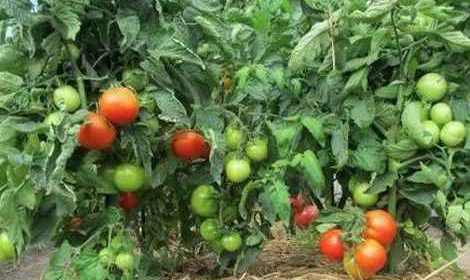 Как правильно произвести мульчирование томатов?