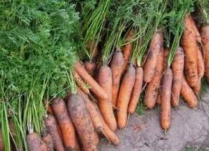 Ошибки при уборке и хранении моркови