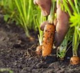 Ошибки при уборке и хранении моркови