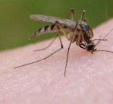 Как бороться с мошками и комарами?