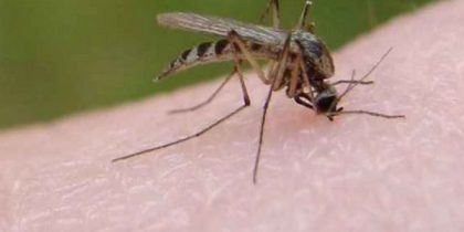 Как бороться с мошками и комарами?