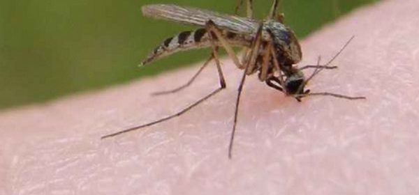 Как бороться с мошками и комарами? Народные способы