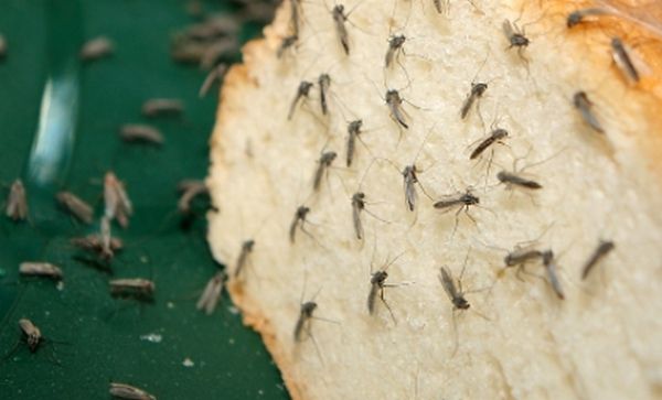 Народные средства для борьбы с мошками и комарами