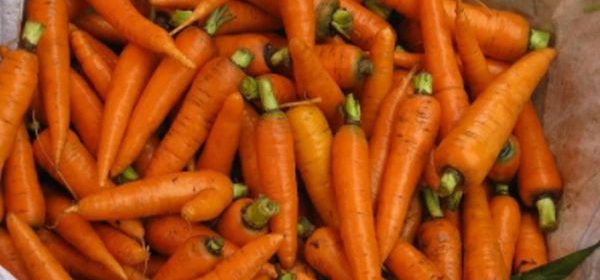 Хранение моркови. Только самое важное