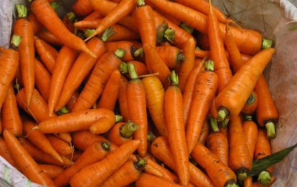 Что делать с морковью после выкопки?