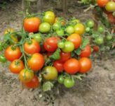 Штамбовые сорта томатов