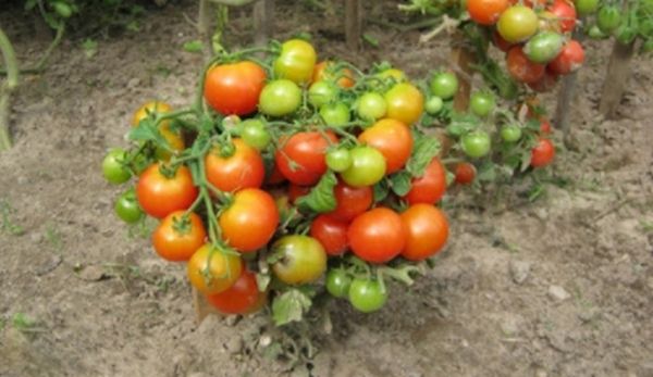 Штамбовые сорта томатов. Особенности выращивания