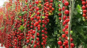 Наилучшие сорта томатов для выращивания в теплице