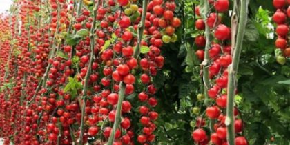 Наилучшие сорта томатов для выращивания в теплице