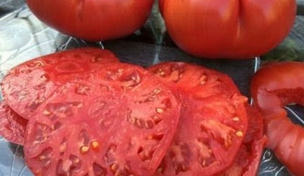 Сорт томатов Бычье сердце
