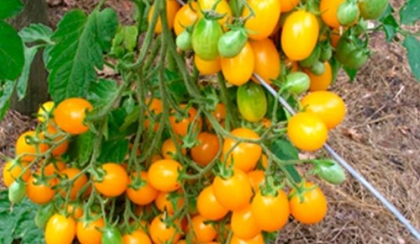 Сорт томатов Медовая капля