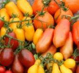 Самые урожайные сорта томатов, которые не требуют ухода
