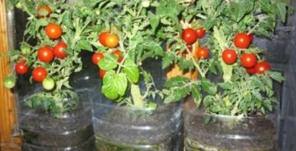 Сорта томатов для выращивания на подоконнике